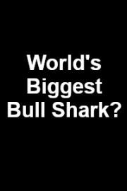 World's Biggest Bull Shark? poster