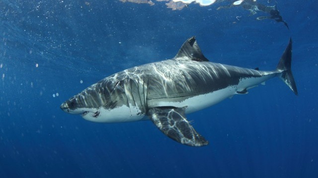 Watch Mega Jaws of Bird Island Online