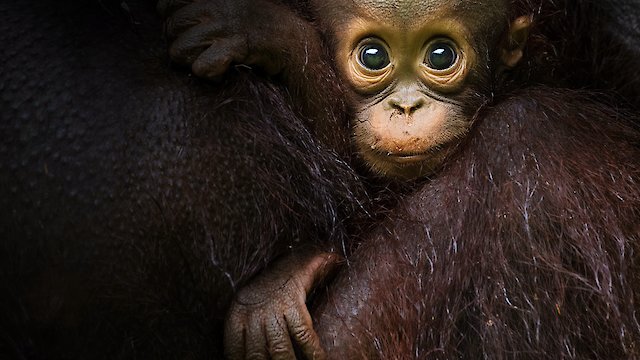 Watch Eden: Untamed Planet Online