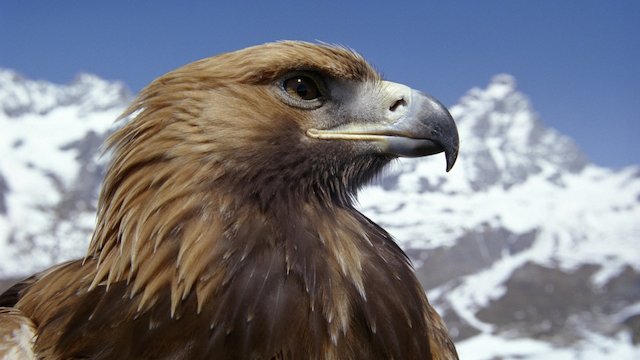 Watch Land of the Eagle  Online