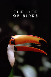 Life of Birds poster