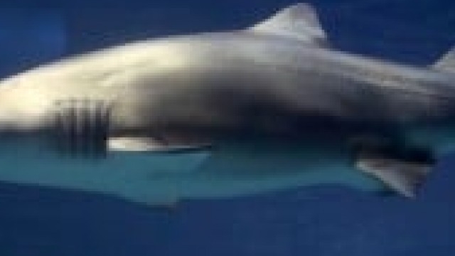 Watch Mystery of the Black Demon Shark Online