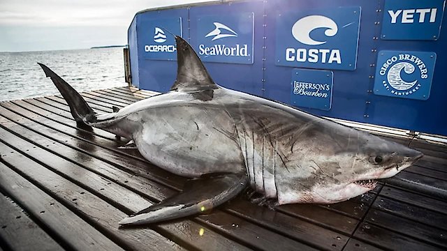 Watch Shark Men Online