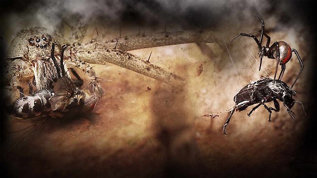 Watch Monster Bug Wars Online