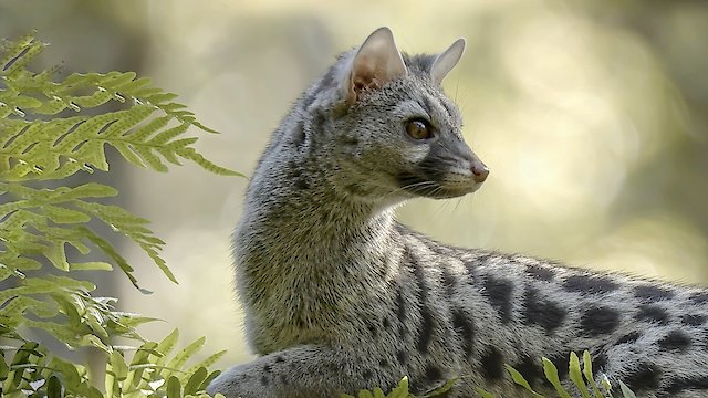 Watch Hidden Wonders of Europe Online