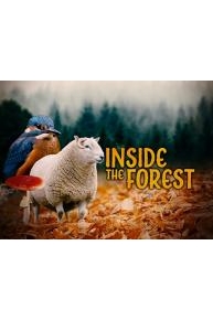 Inside the Forest: Seasons of Wonder (Season 1)