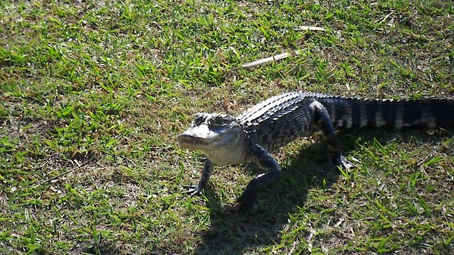 Watch Animal Fugitives Online