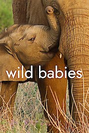 Wild Babies