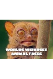 World's Weirdest Animal Faces poster