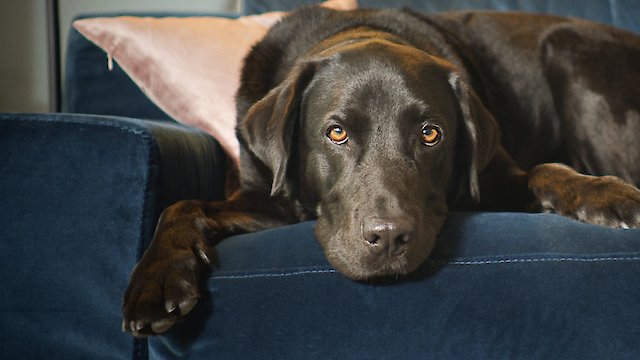 Watch The Hidden Lives of Pets Online