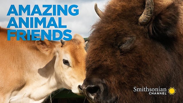 Watch Amazing Animal Friends Online