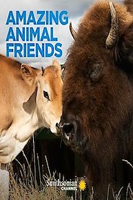 Amazing Animal Friends