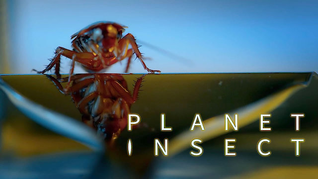 Watch Planet Insect Online
