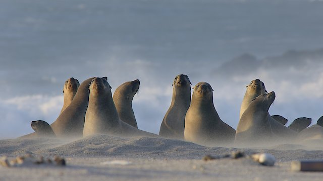 Watch Africa's Wild Year Online