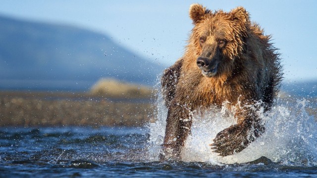 Watch The Hunt Online