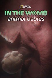 In The Womb: Animal Babies