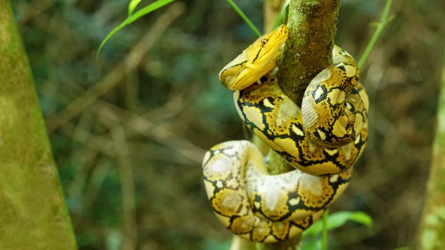 Watch World's Deadliest Snakes Online