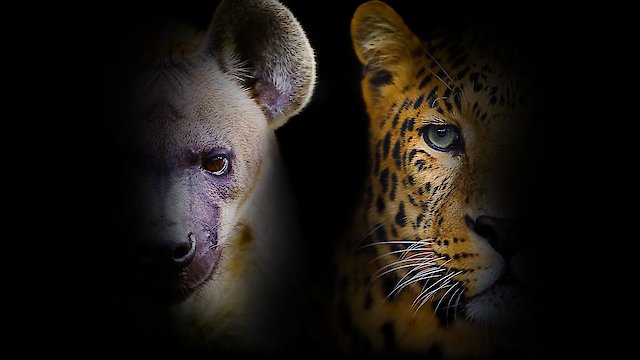 Watch Night Stalkers Online