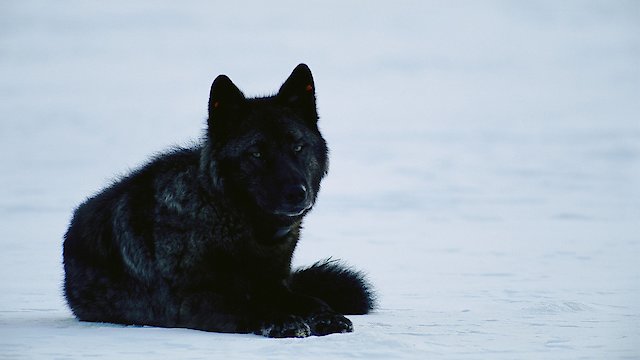 Watch Yellowstone Wolf Dynasty Online