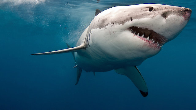 Watch When Sharks Attack 360 Online