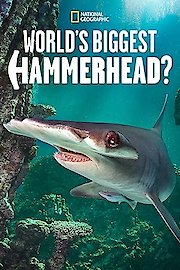 World's Biggest Hammerhead?