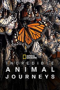 Incredible Animal Journeys