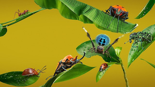 Watch A Real Bug's Life Online