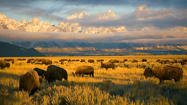 Watch America's National Parks Online