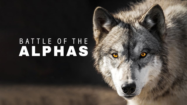 Watch Battle of the Alphas Online