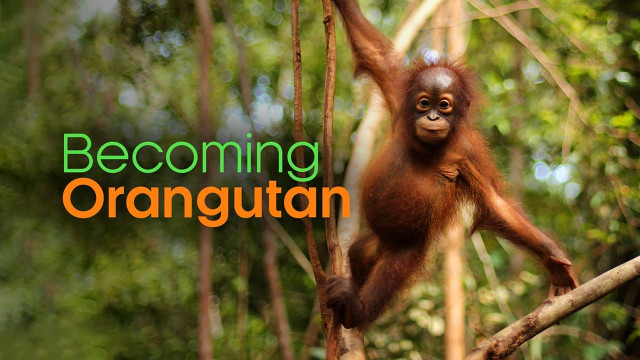 Watch Becoming Orangutan Online