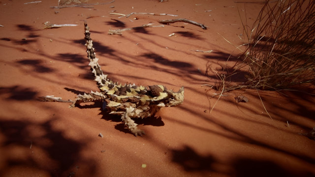 Watch Deadly Australians Online