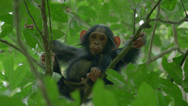 Watch Chimp Empire Online