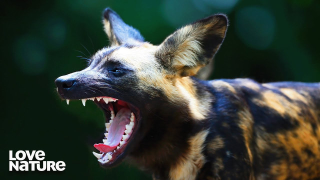 Watch Wild Dogs: Pack vs. Pride Online