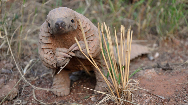 Watch World's Greatest: Animal Encounters Online
