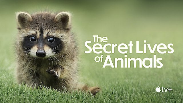 Watch The Secret Lives of Animals Online