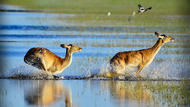 Watch Wild Africa Rivers of Life Online