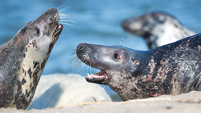 Watch Wild Baltic Sea Online