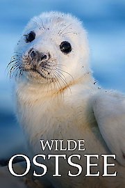 Wild Baltic Sea