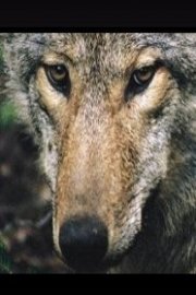 Language of Wolves poster