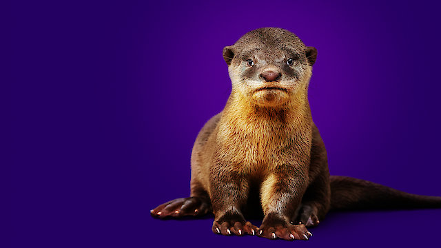 Watch Otter Dynasty Online