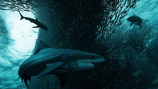 Watch Ultimate Oceans Online