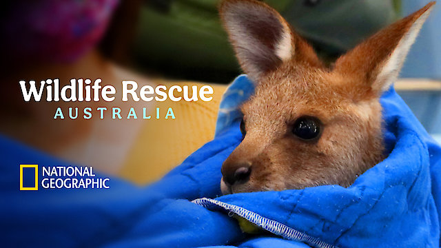 Watch Wildlife Rescue Australia Online