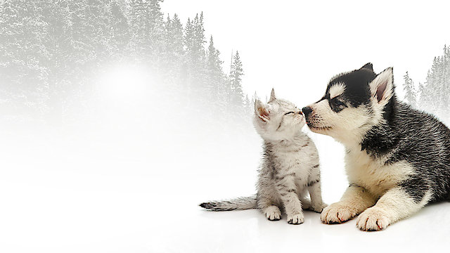 Watch Incredible Northern Vets Online