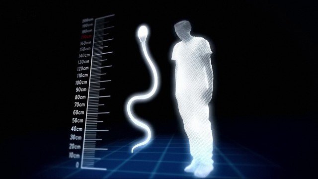 Watch The Great Sperm Race Online