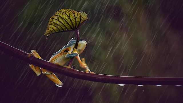 Watch Wild Forces Online