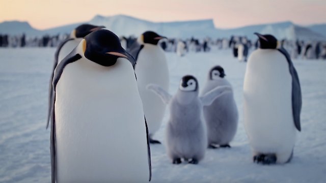 Watch The Poles Revealed Online