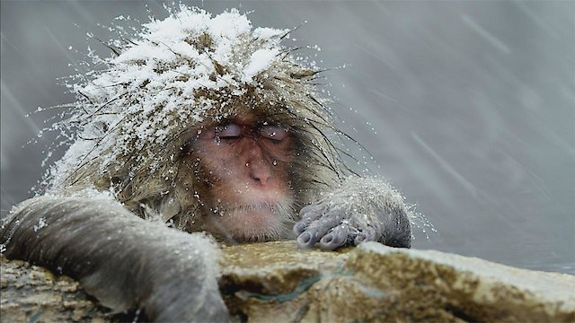 Watch Animals, They're Just Like Us! Online