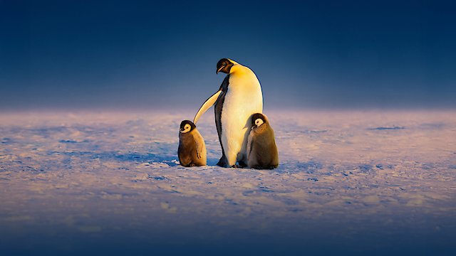 Watch Secrets Of The Penguins Online