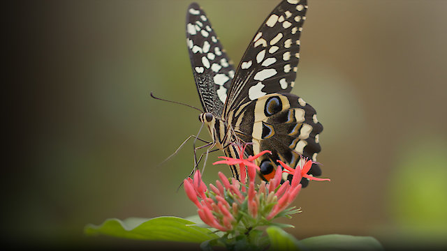 Watch Bugs That Rule the World Online
