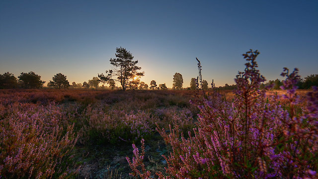 Watch Ode to Nature Online